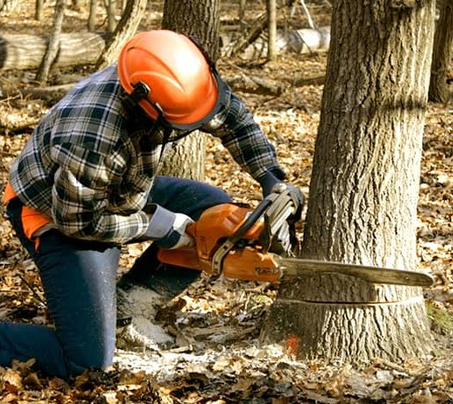 Tree Removal in Greenwood, MS